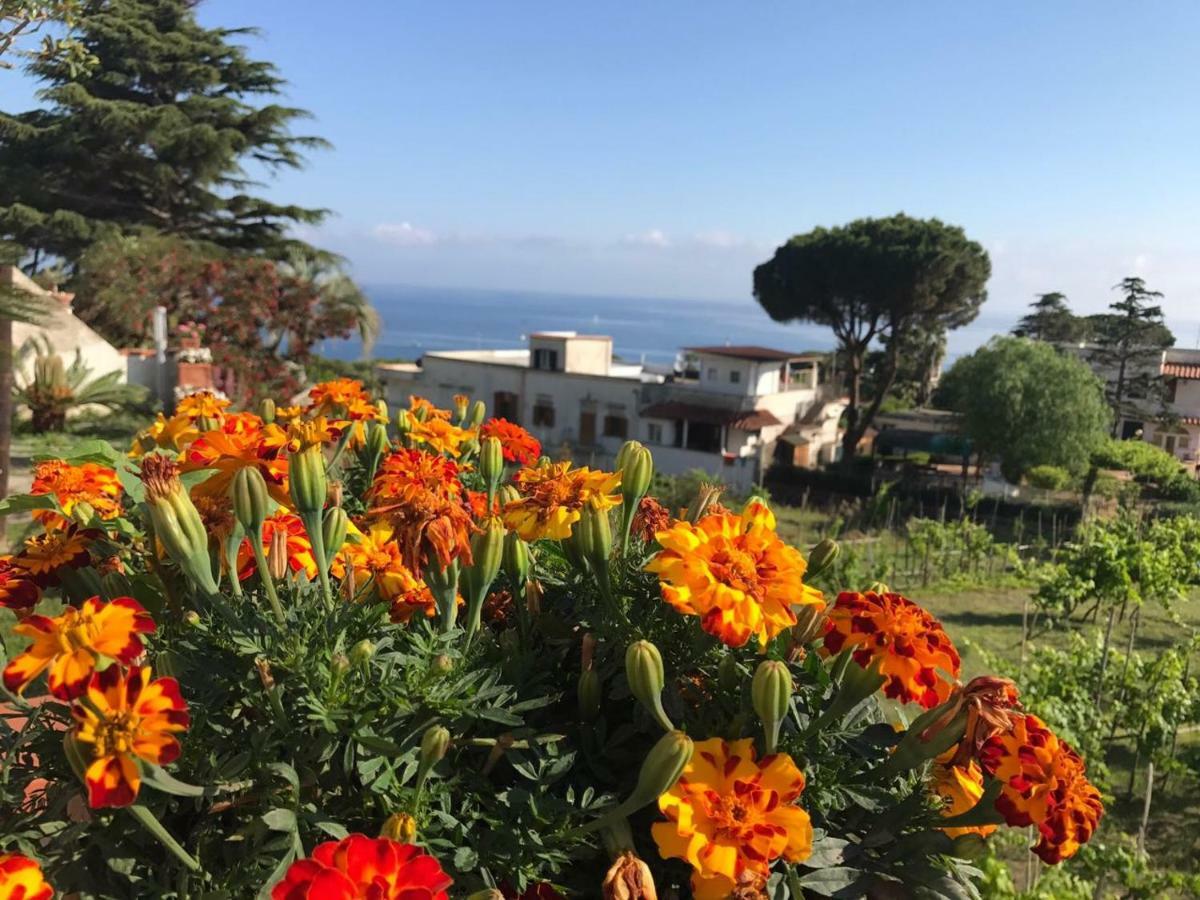 Villa Araucaria Casamicciola Terme Exteriör bild